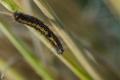 Close-up of insect