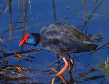 Side view of a bird in water