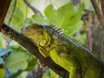 Side view of iguana on twig