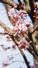 Low angle view of cherry blossoms on tree