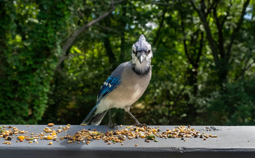 Blue jay perching on railing against trees