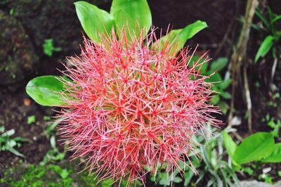 Close-up of pink flowers