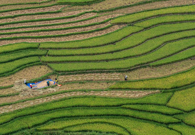 Full frame shot of agricultural field