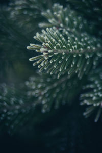 Close-up of pine cone on branch