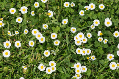 High angle view of daisies blooming in field