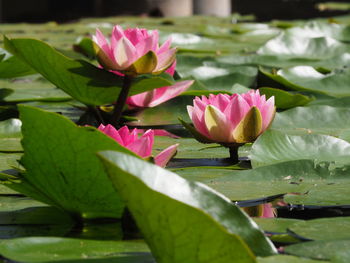 Close-up of lotus water lily in lake