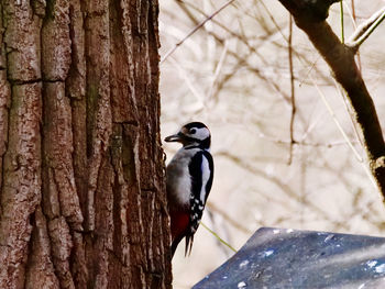 Close-up of bird perching on tree trunk