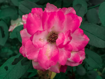 Close-up of pink rose