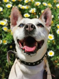 Close-up portrait of a dog