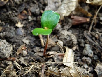 Close-up of green plant