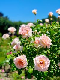 Close-up of pink roses