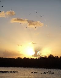 Silhouette birds flying over sea against sky during sunset