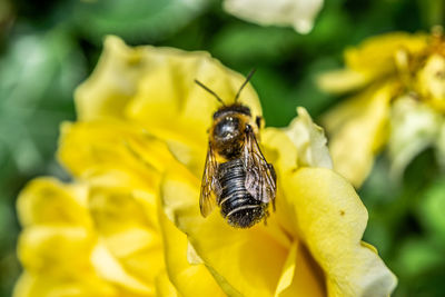 Close-up of bee pollinating on yellow flower