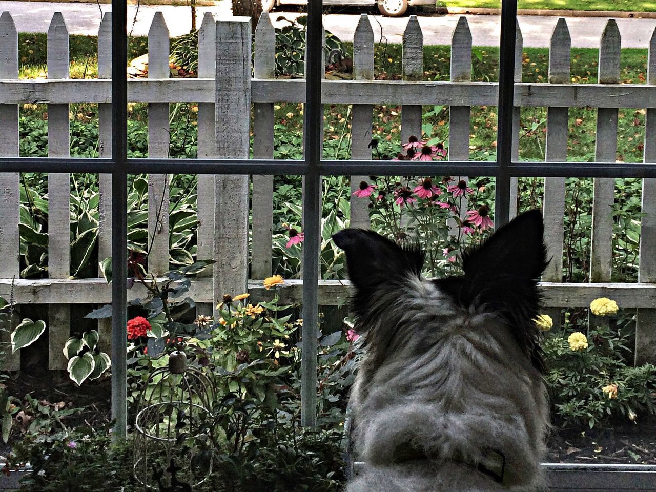 domestic animals, animal themes, mammal, pets, one animal, domestic cat, window, dog, cat, relaxation, feline, sitting, grass, window sill, lawn, day, no people, plant, black color, flower