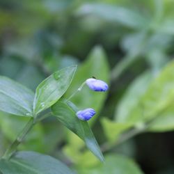 Close-up of purple flowering plant