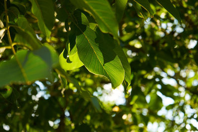 Close-up of green leaves on tree