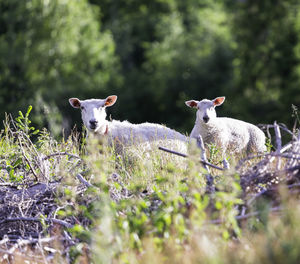 Sheep on grass