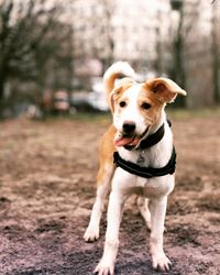 Portrait of happy dog running