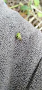 High angle view of insect on leaf