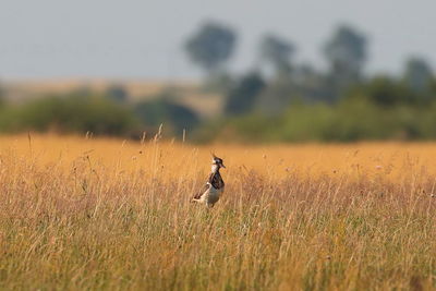 View of birds on land,lapwing 