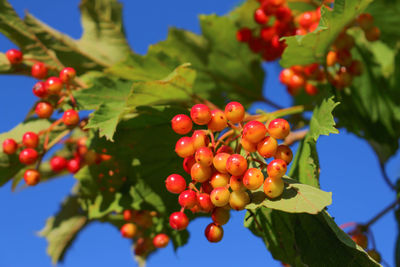Low angle view of berries on tree against sky