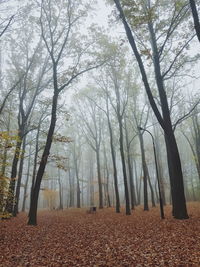 Trees in forest during autumn