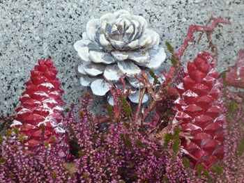 Close-up of rose plant