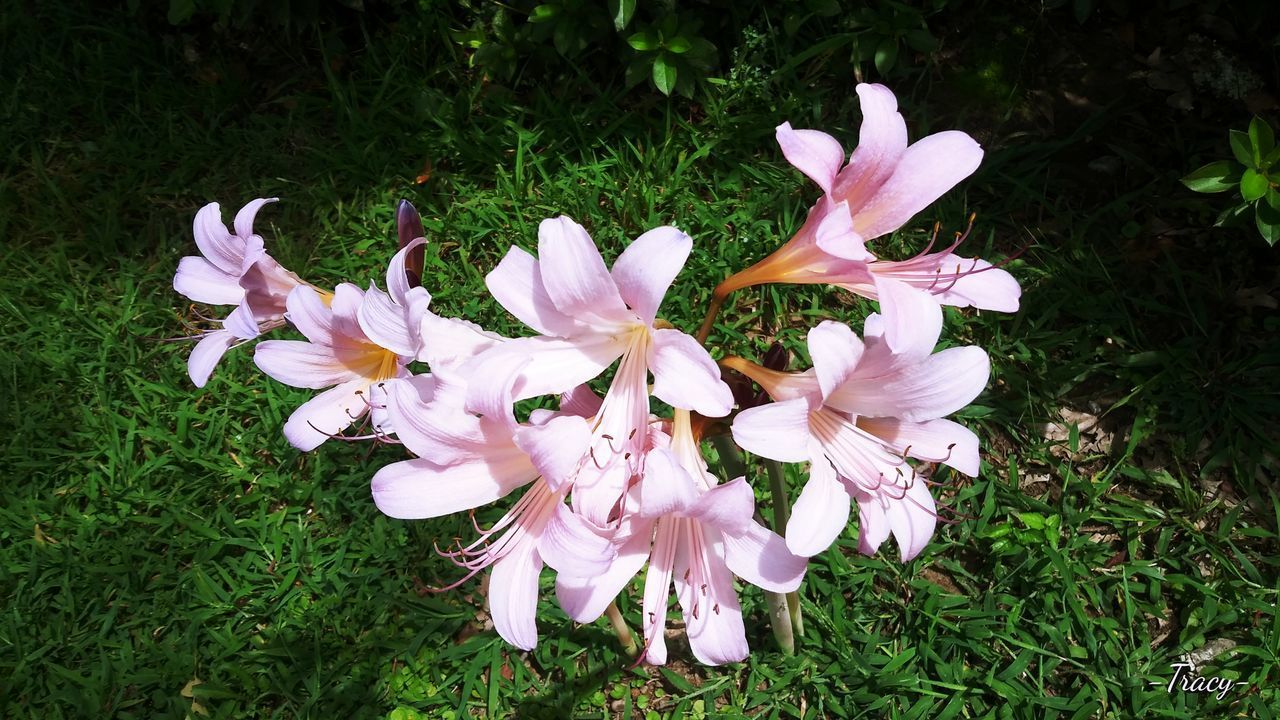 CLOSE-UP OF PINK FLOWERING PLANT ON FIELD