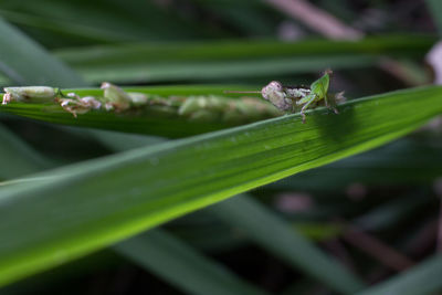 Close-up of insect on leaf