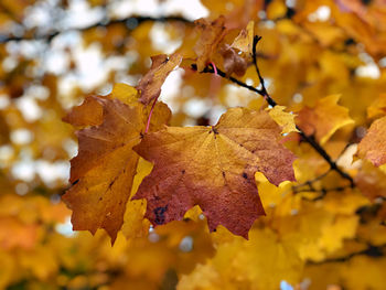 Close-up of maple leaves on tree during autumn
