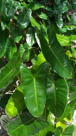 Full frame shot of leaves