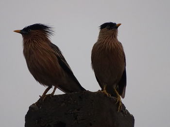 Close-up of birds perching on rock