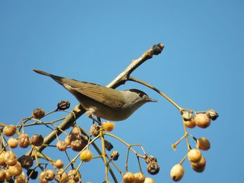 Low angle view of bird perching on branch against clear blue sky