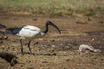 View of birds on land