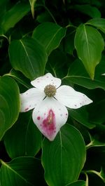 Close-up of pink flower