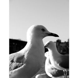 Close-up of seagull