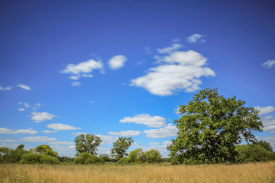 Trees on field against blue sky