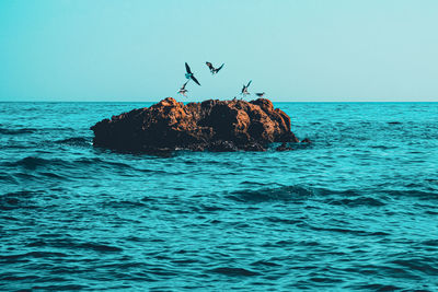 View of birds on rock in sea against sky