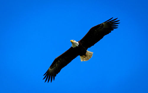Low angle view of bald eagle flying against clear blue sky