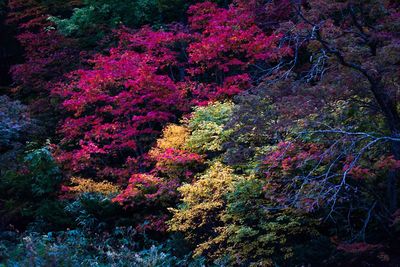 Flowers growing on tree