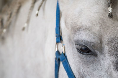 Close-up of a horse