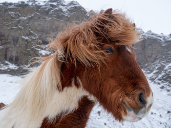 Portrait of an iceland pony