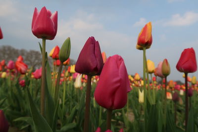 Close-up of red tulips in field against sky