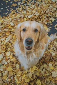 High angle view of dog on leaves during autumn