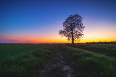 Tree on field against sky during sunset