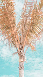 Low angle view of palm tree against sky