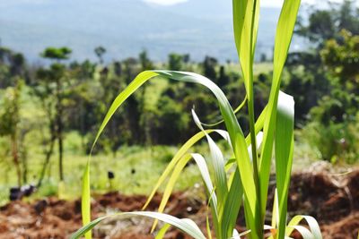 Close-up of plant growing on field