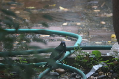 Close-up of bird perching on a plant