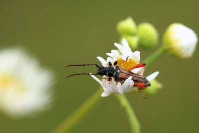 Close-up of insect pollinating on flower