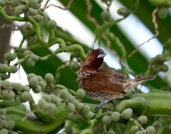 Close-up of bird perching on branch